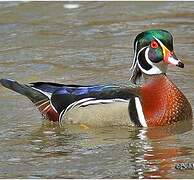 Wood Duck