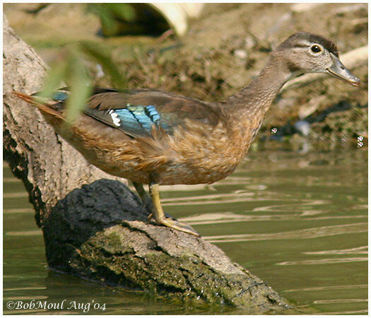 Canard carolin femelle immature