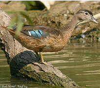 Canard carolin