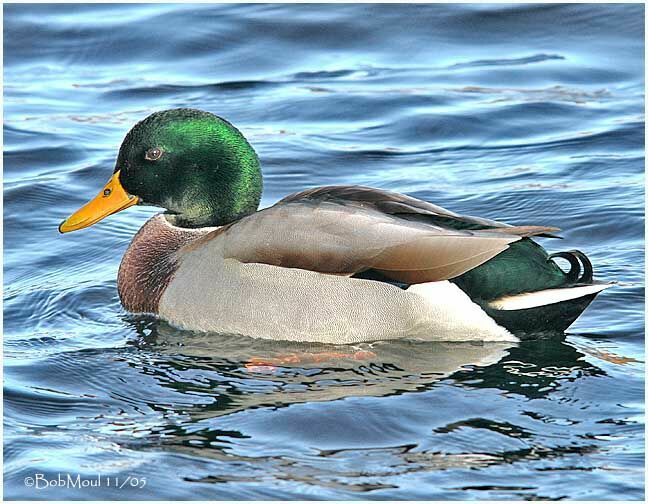 Mallard