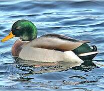 Mallard