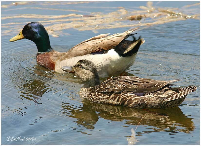 Canard colvert