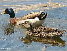 Canard colvert