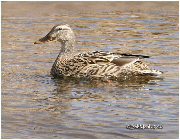 Mallard