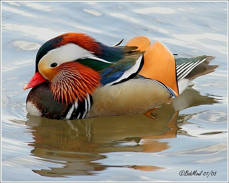 Canard mandarin