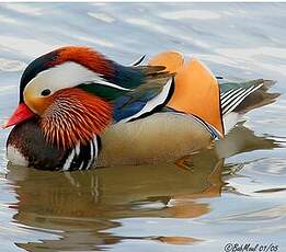 Canard mandarin