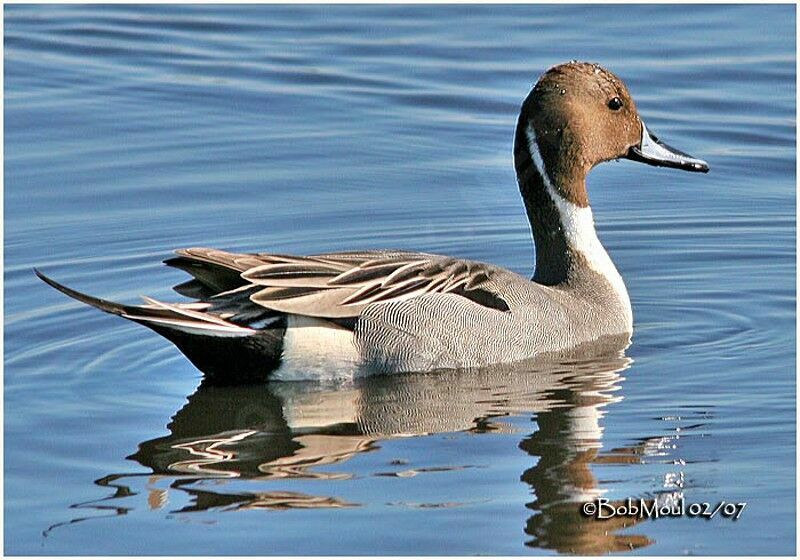 Canard pilet mâle adulte