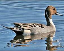 Northern Pintail