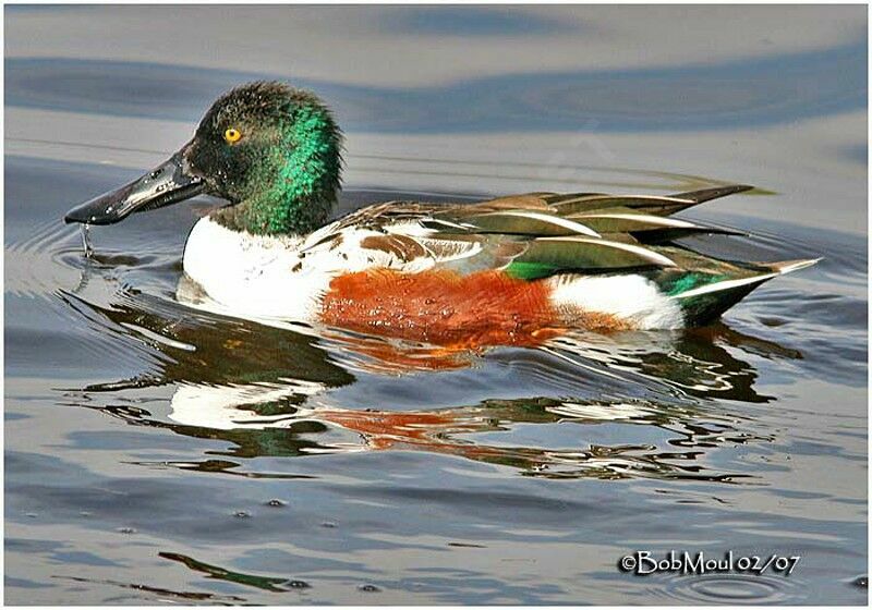 Northern Shoveler