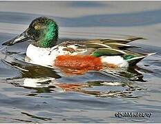 Canard souchet