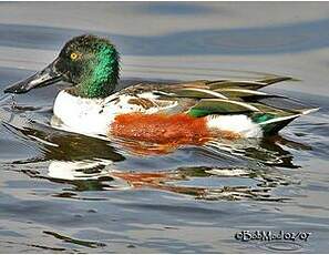 Canard souchet