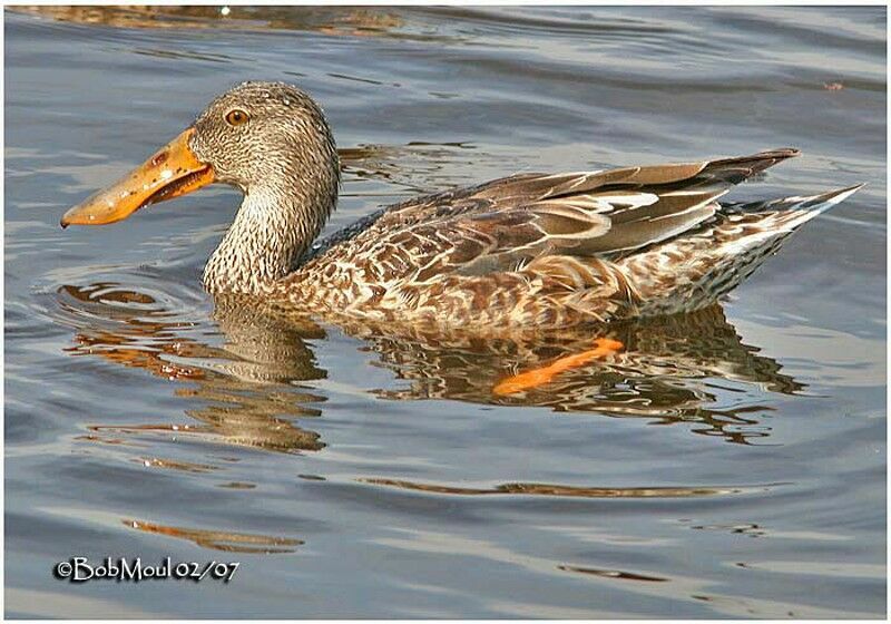 Canard souchet