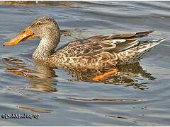 Northern Shoveler