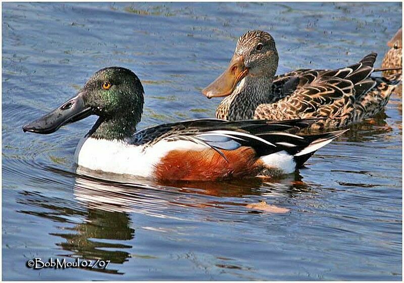 Canard souchet adulte