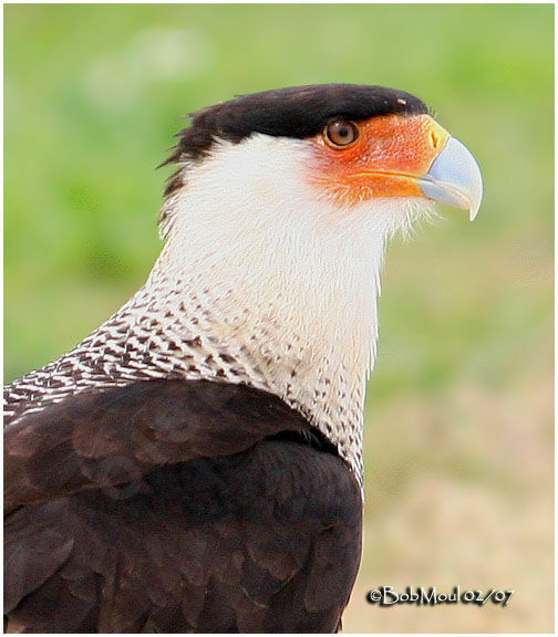 Northern Crested Caracara