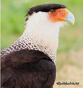 Crested Caracara (cheriway)