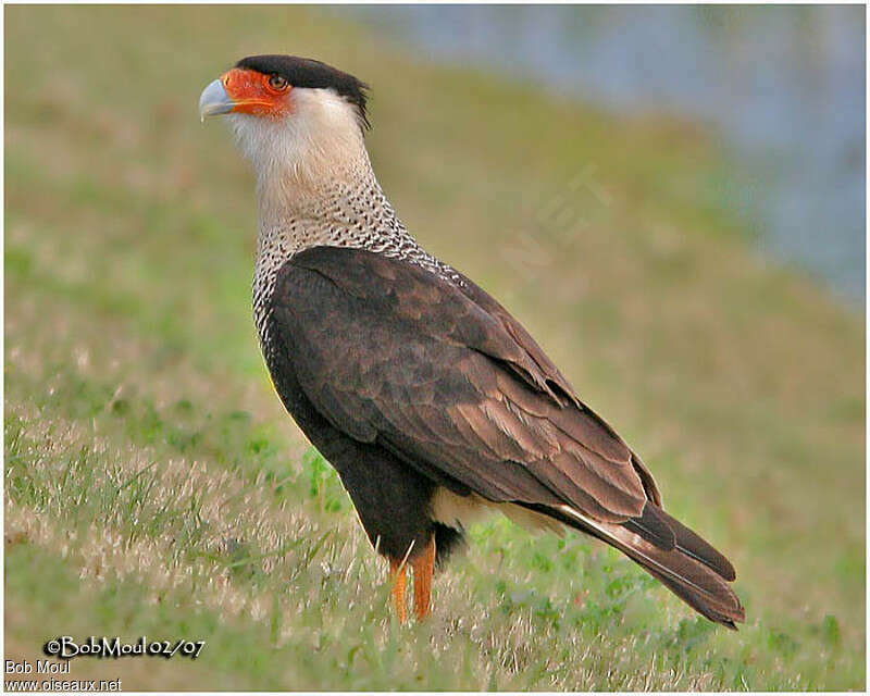 Crested Caracara (cheriway)adult, identification