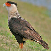 Crested Caracara (cheriway)