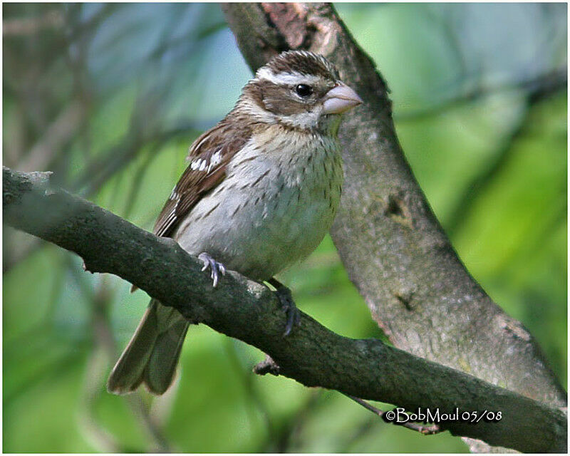 Rose-breasted Grosbeak female adult