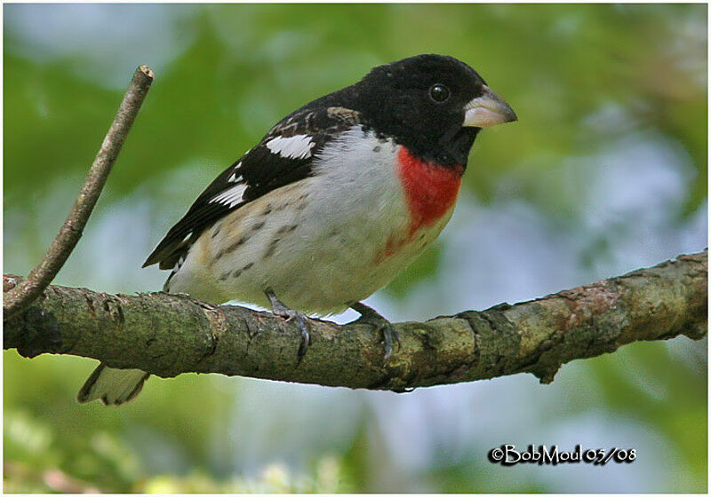 Rose-breasted Grosbeak male adult post breeding