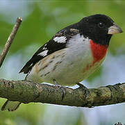 Rose-breasted Grosbeak