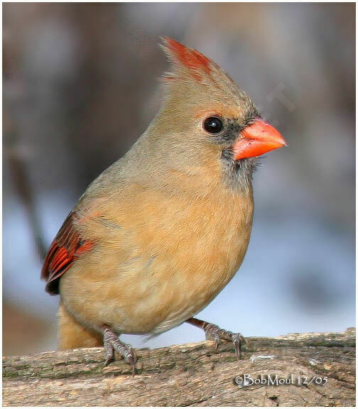 Cardinal rouge