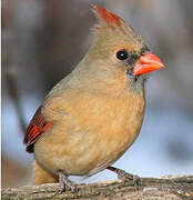 Northern Cardinal