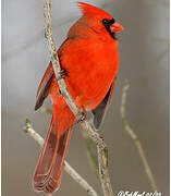 Cardinal rouge