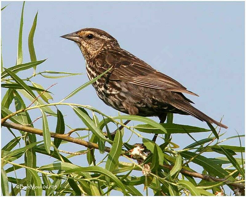 Red-winged Blackbird