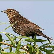 Red-winged Blackbird