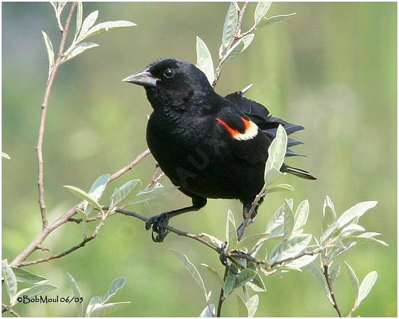 Red-winged Blackbird