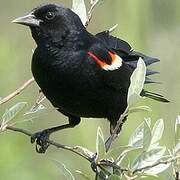 Red-winged Blackbird