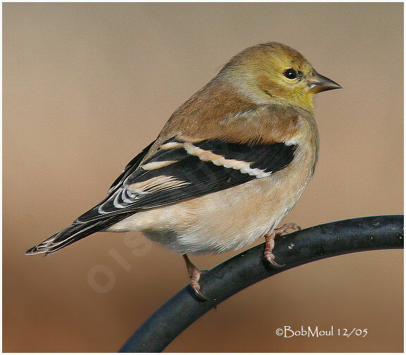 Chardonneret jaune mâle adulte internuptial