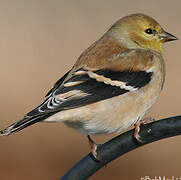 Chardonneret jaune