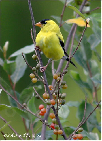 Chardonneret jaune mâle adulte nuptial