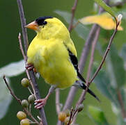 Chardonneret jaune