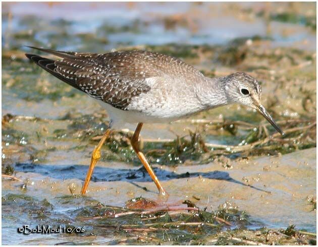 Lesser Yellowlegs