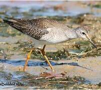 Lesser Yellowlegs