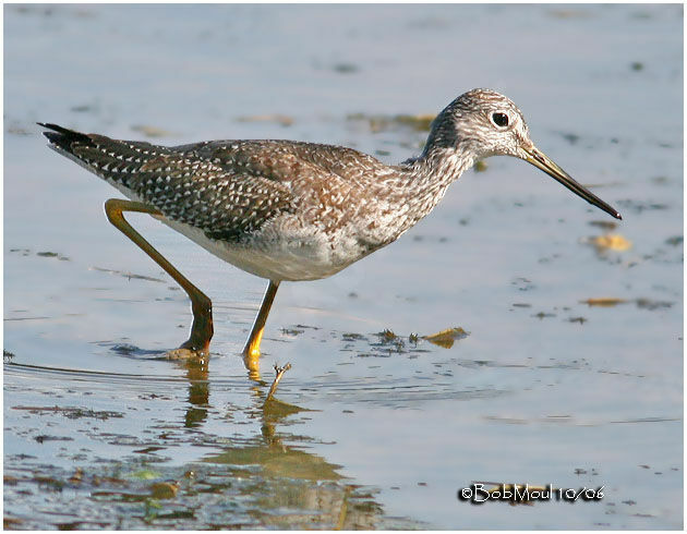 Greater Yellowlegs