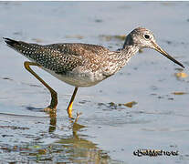 Greater Yellowlegs