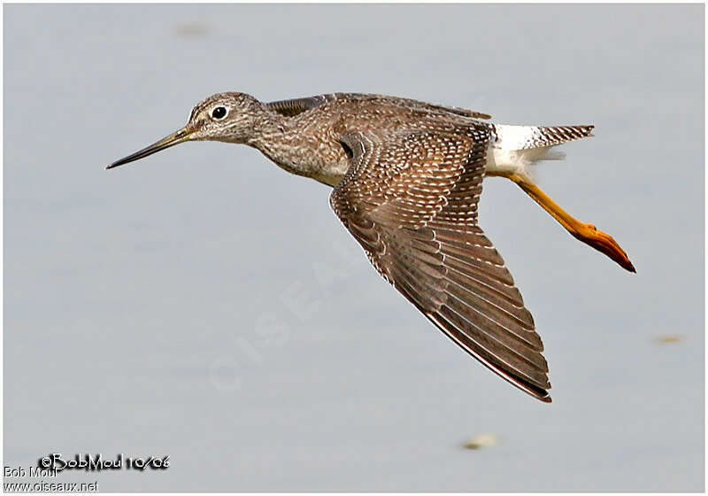 Greater Yellowlegs, Flight