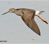 Greater Yellowlegs