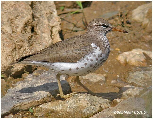 Spotted Sandpiper