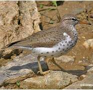 Spotted Sandpiper