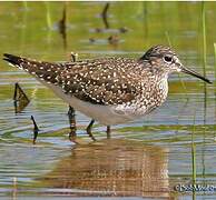 Solitary Sandpiper