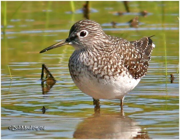 Solitary Sandpiperadult breeding