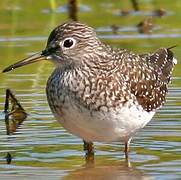 Solitary Sandpiper