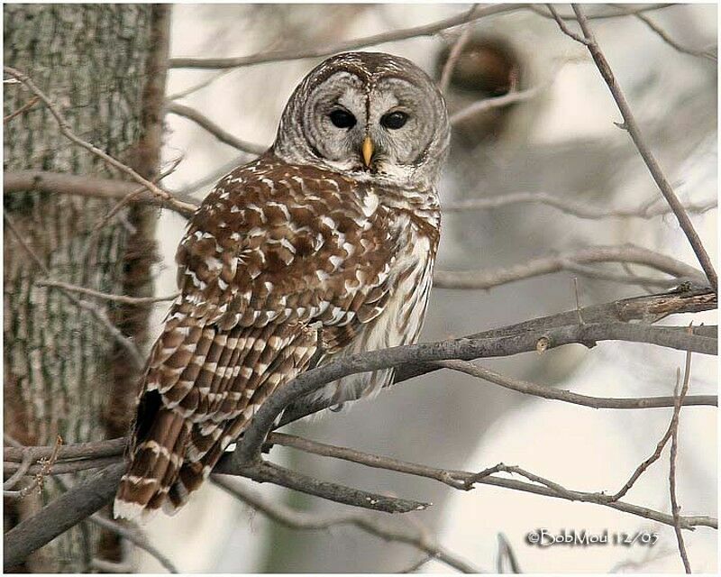 Barred Owl