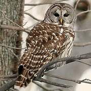 Barred Owl