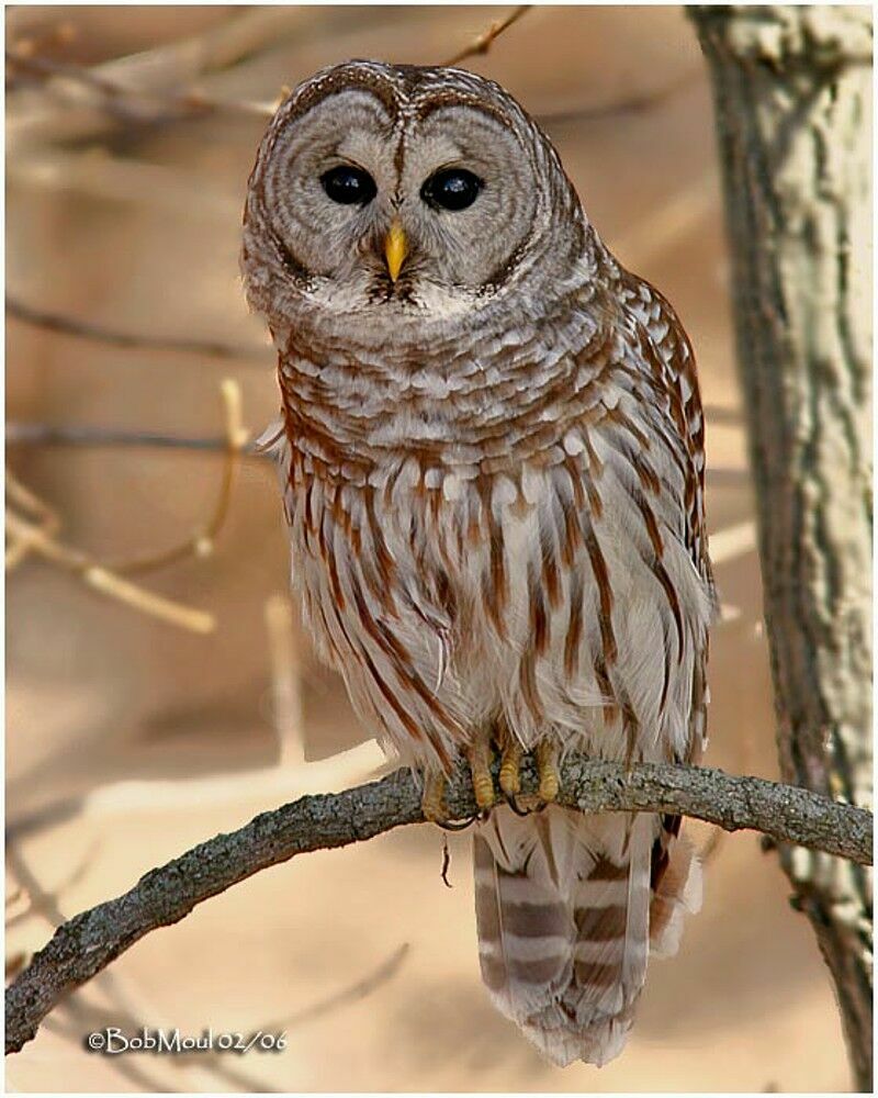 Barred Owl